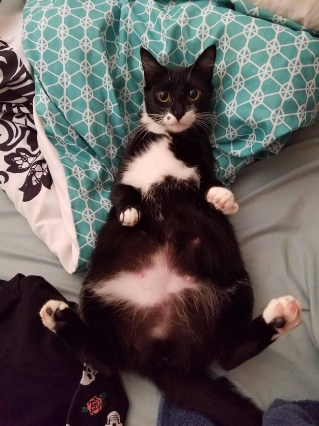 10 Pregnant Animals Who Are Adorable