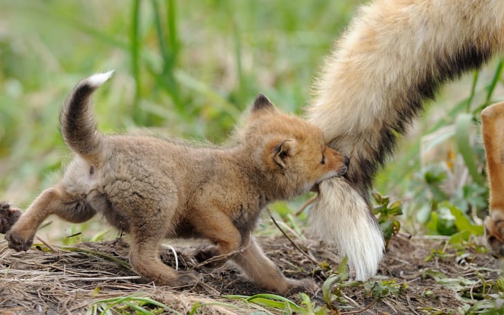 10 Times Animal Mums Took Parenting To Another Level