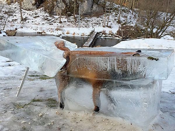10 Unbelievable Animals Frozen In Time