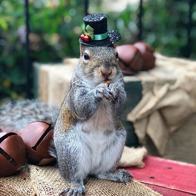 13 Animals Who Didn’t Forget to Thank Their Rescuers