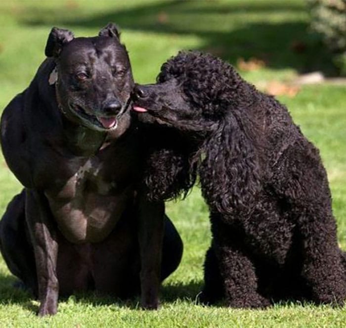 13 Most Muscular Animals Of All Times