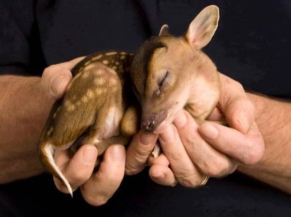 13 Tiny Animals That Will Totally Melt Hearts