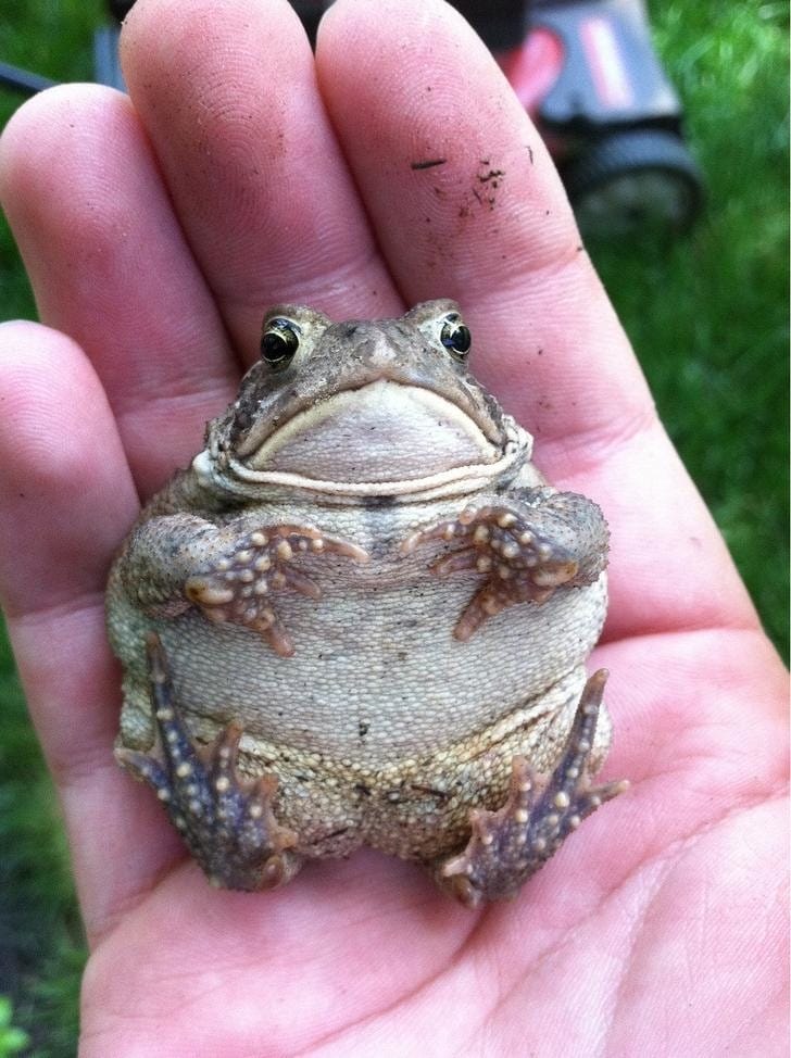 16 Chubby Animals That Will Kiss Your Heart