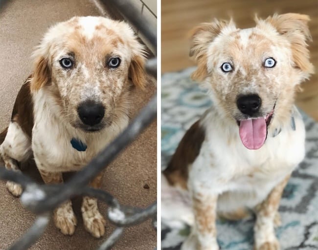 20 Before and After Doggie Adoption Photos That Show True Happiness Without Words