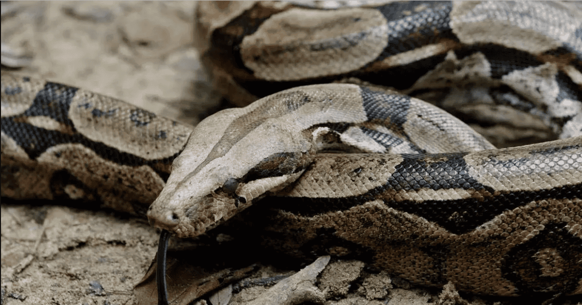 A Massive Snake In Brazil Quickly Regrets His Attempt To Eat Porcupine