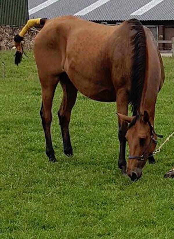 A Mother Horse Without A Baby And A Baby Horse Without A Mother Were Introduced To Each Other By Doctors....What Happens Next Takes Your Heart Away!