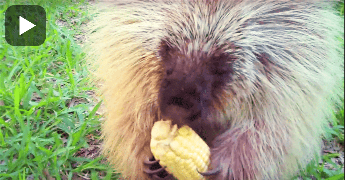 A Porcupine Tries Corn For The First Time, See His Response When He Is Asked To Give It Back!