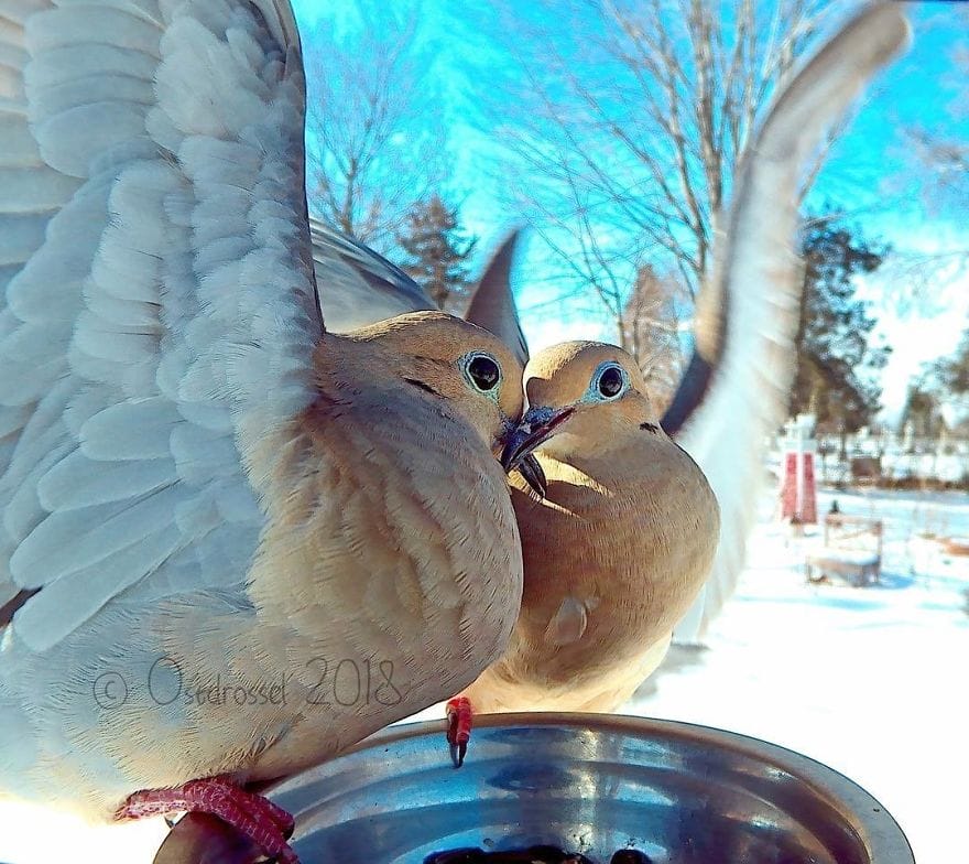 A Woman Set Up A Photo Booth For Birds In Her Yard, The Results Are Mesmerizing