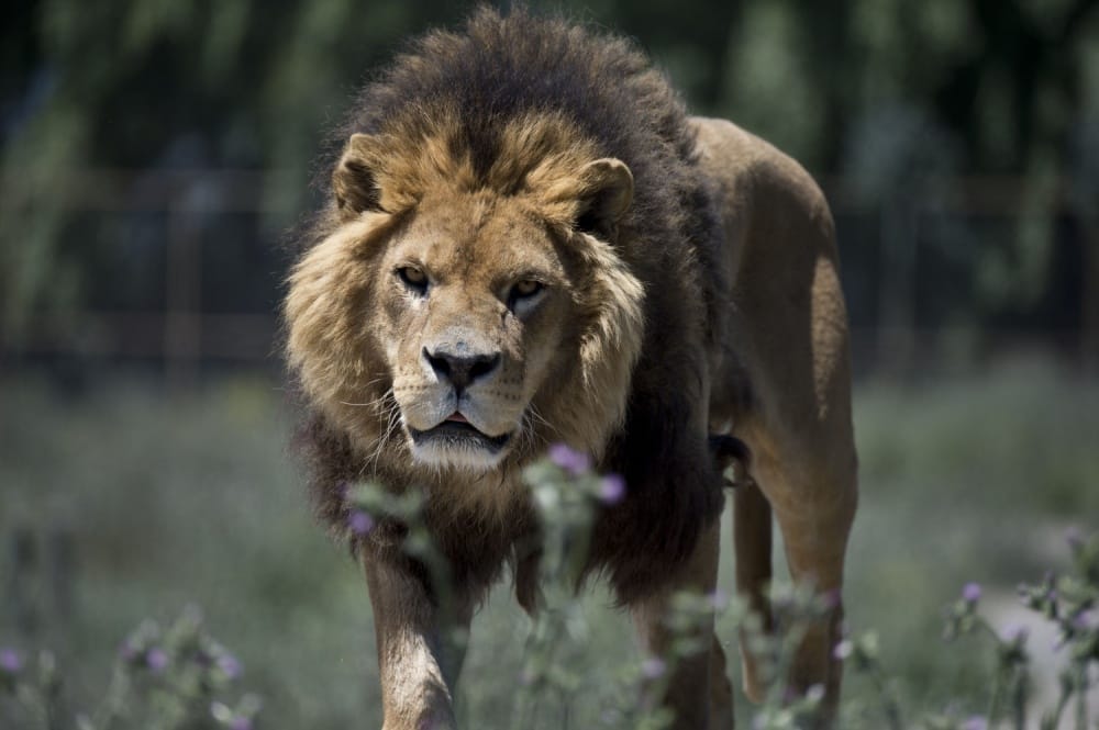 Not For The Faint-Hearted: A Reversed Zoo Where People Are In Cages, And Animals Are Free