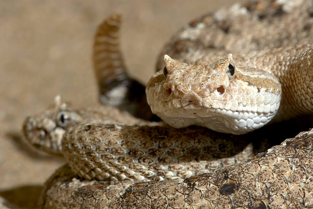 A Close Look Into Rattle Snake Tail