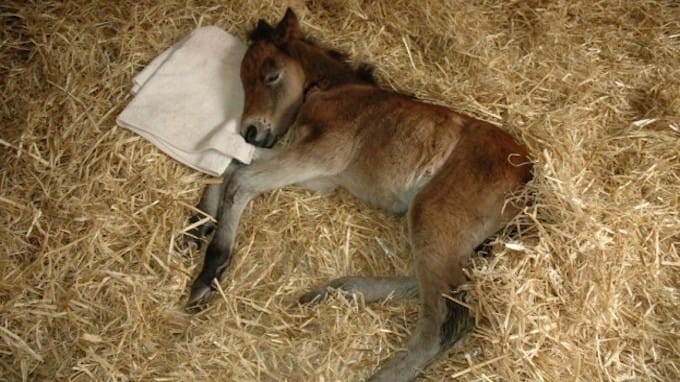 Abandoned Baby Horse Who Misses Mom Meets A Giant Teddy Bear In His Stable