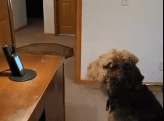 Adoring Dog Misses His Mum, So Dad Gave Her A Call. The Dog's Reaction Will Steal Your Heart
