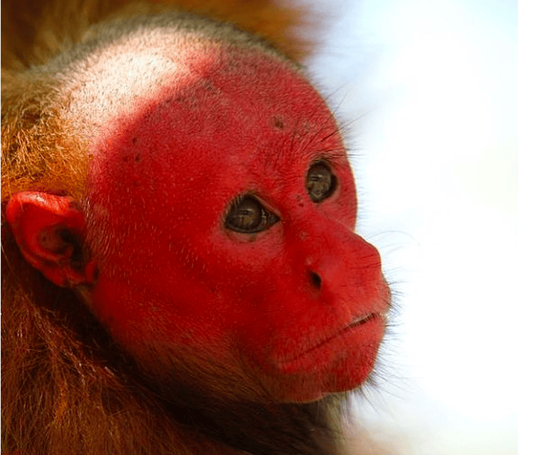 10 Animals Which Are Found Rarely And Its Too Hard Too Believe That They Are In Real
