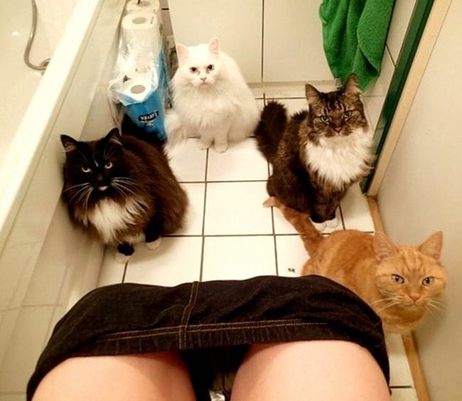 Animals Who Mastered The Skill Of Having The Coziest Places