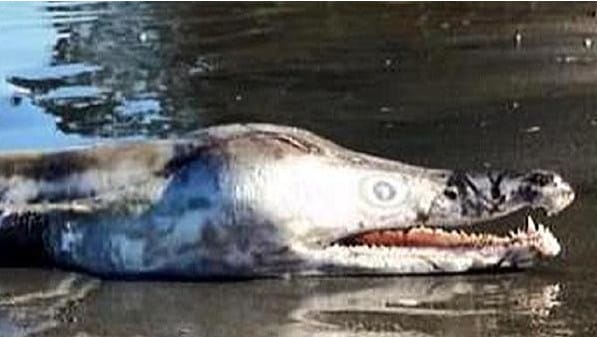 Australia Is All Over The Internet Because Of THIS Marine Creature Who Just Scrawled Out Of The Water.