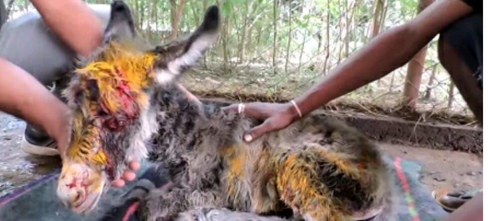 Baby Donkey Cries In Pain, Mother Donkey Reaches For Help And Then THIS Happened!