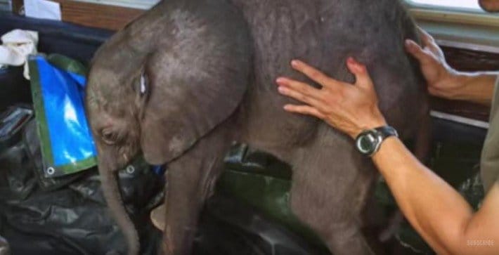 Baby Elephant Falls In Love With His Rescuer So Much That He Won't Let Her Out Of His Sight