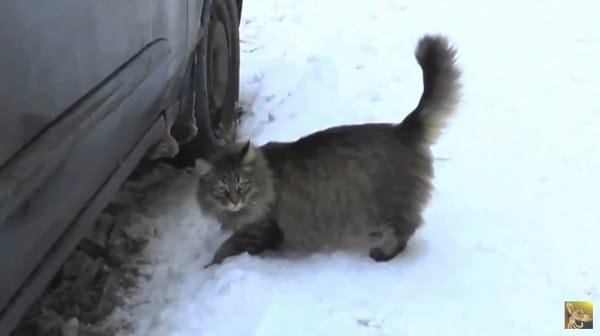 Baby is abandoned and left to freeze to death – but now watch what this cat does