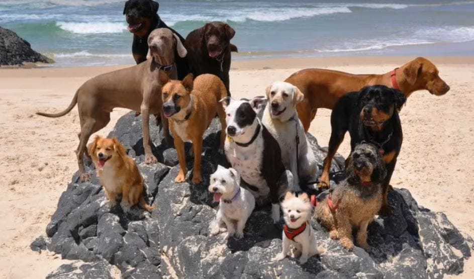 Being Happy Is The Right Of Every Species