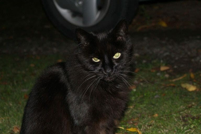 Cat Screams From Baby's Room, Parents Rush To The Hospital And Find Something Unexpected