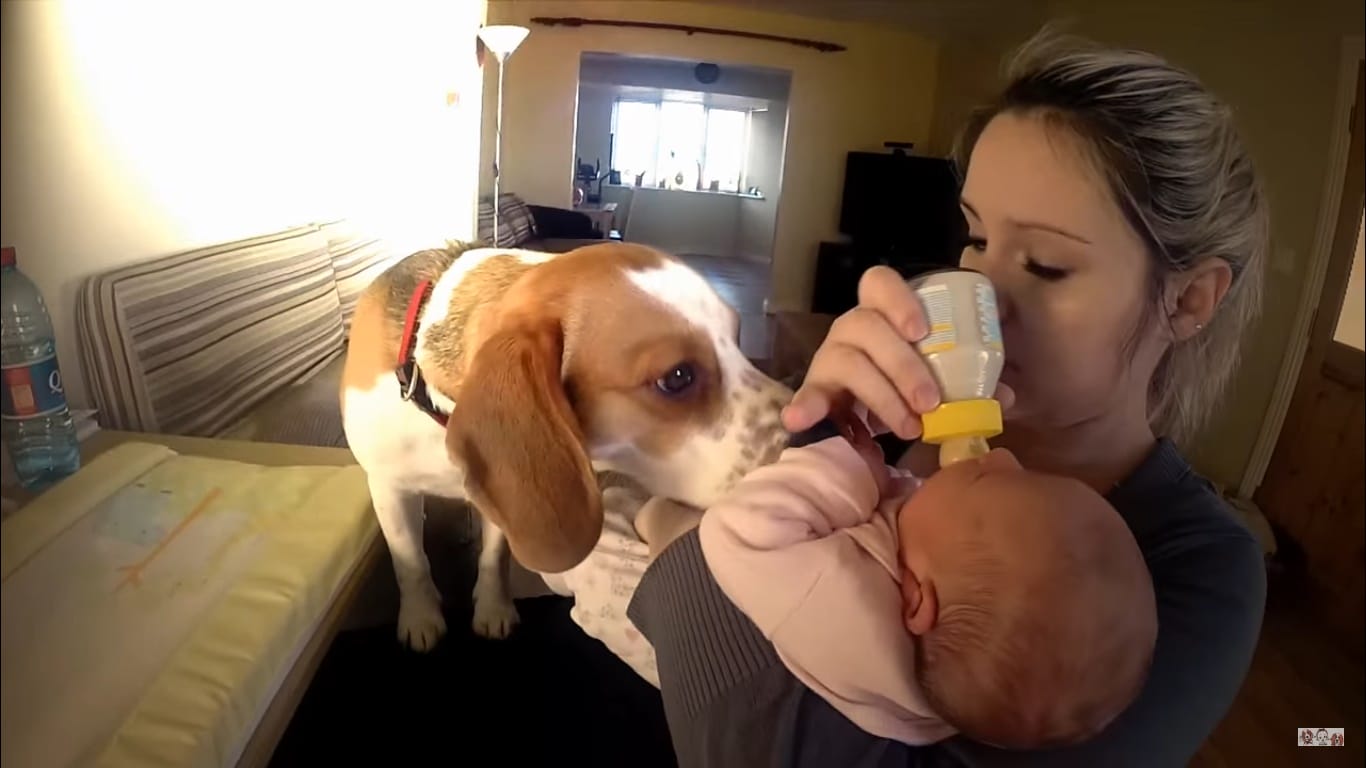Charlie, The Dog Shocked His Family When He Did This!Oh My!