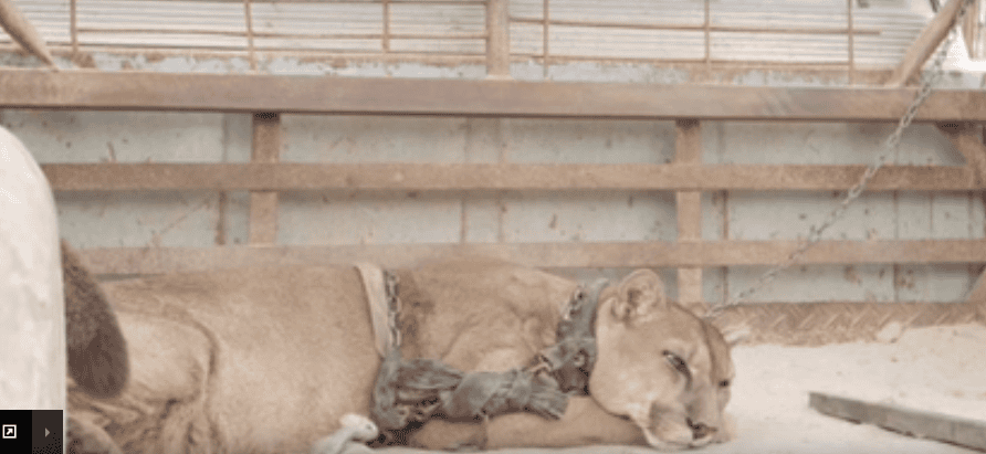 Circus Lion Lived In A Rusty Pickup Truck For 20 Years. Now Watch When He's Finally Freed