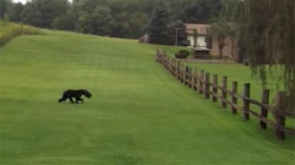 Couple Discovers Bear Moving Strangely. What They Do Next Is Heroic!