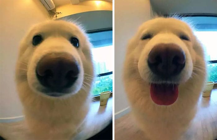 Cute Pictures Of Animals Before and After Being Called A Good Boy
