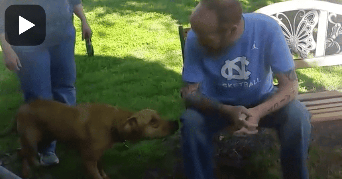 Dog Doesn't Recognize Owner Who Spent 5 Weeks In Hospital Until He Sniffs Him