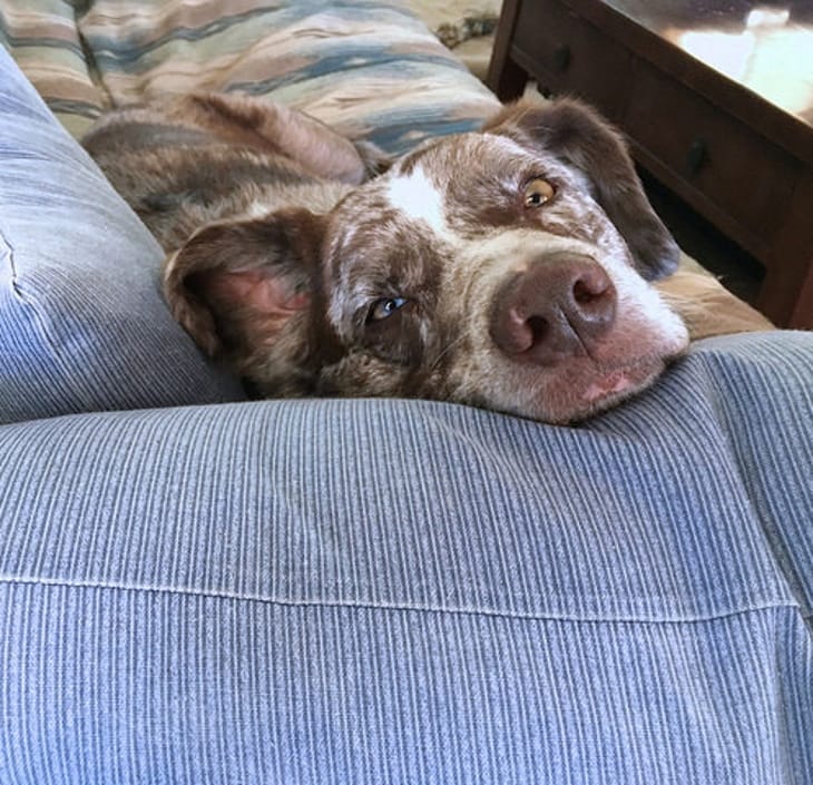 Dog Instantly Looks Into Owners Casket And Made A Vital Revelation