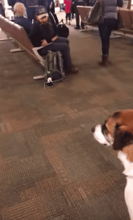 Dog Locks Eyes With Bearded Man At The Airport, Crawls Slowly Until He Smells Something Old