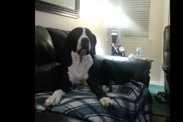Dog Throws Hilarious Tantrum When his Owner Tells HIm That He Can't Have A Bite Of His Sandwich