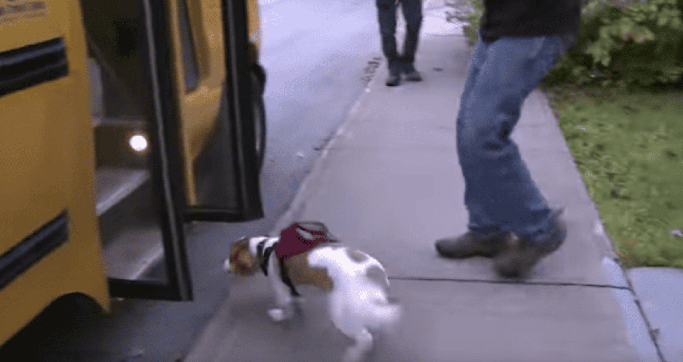 Dogs Gather At The Fence With A Move That Will Make Your Day