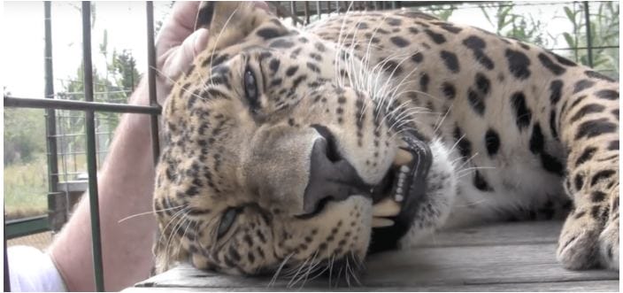 Dogs are known to be a man's best friend and so can be a leopard