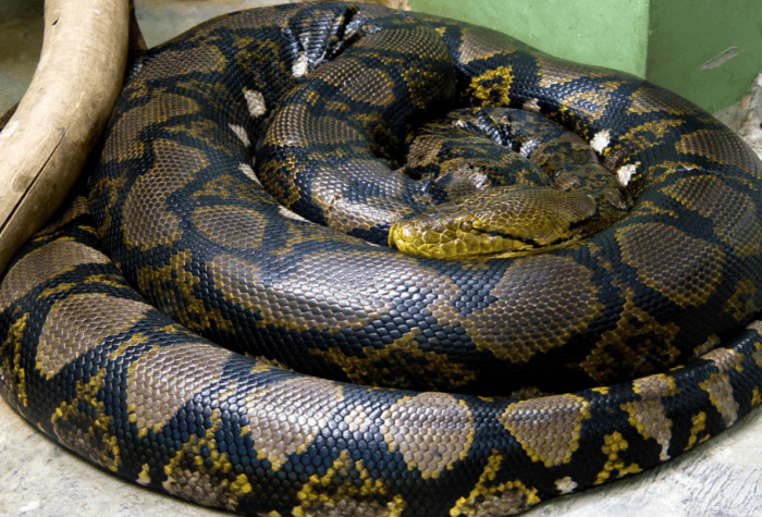Ever Seen A Python Engulfing An Alligator? Watch THIS !