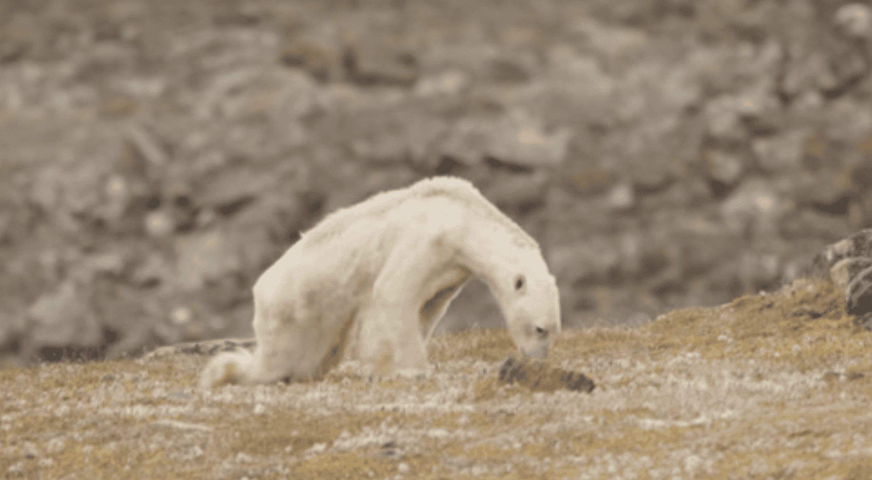 Filmmakers Stood There Watching A Helpless Starving Polar Bear