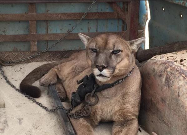 For 20 Years This Circus Lion Was Made To Live In The Back Of A Pickup Truck, And Then At Last He's Freed