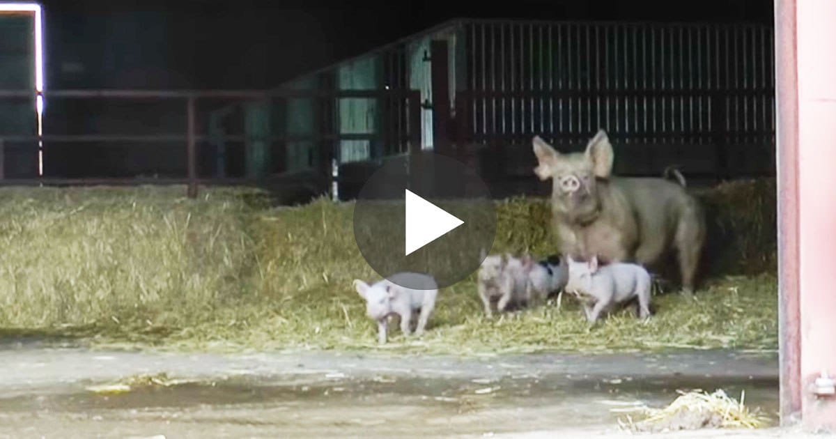 Freedom! Mother Pig And Her Piglets Rescued From The Slaughterhouse