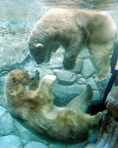 Giant Polar Bear Comes Looking For A Meal...But Then It Sees A Pooch...What Happens Next No One Would Have Guessed