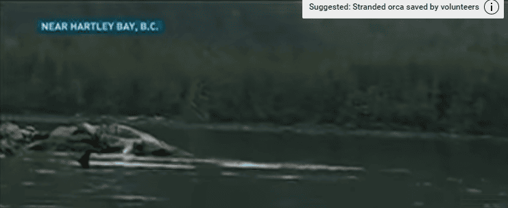 He Hears A Whale Crying And Follows The Sound. Now WATCH What Happens When He Gets Closer..