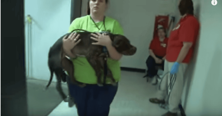 He Sobs Looking At The Torn-Up Pit Bull. As The Dog Approaches Him, This Man's Heart Breaks