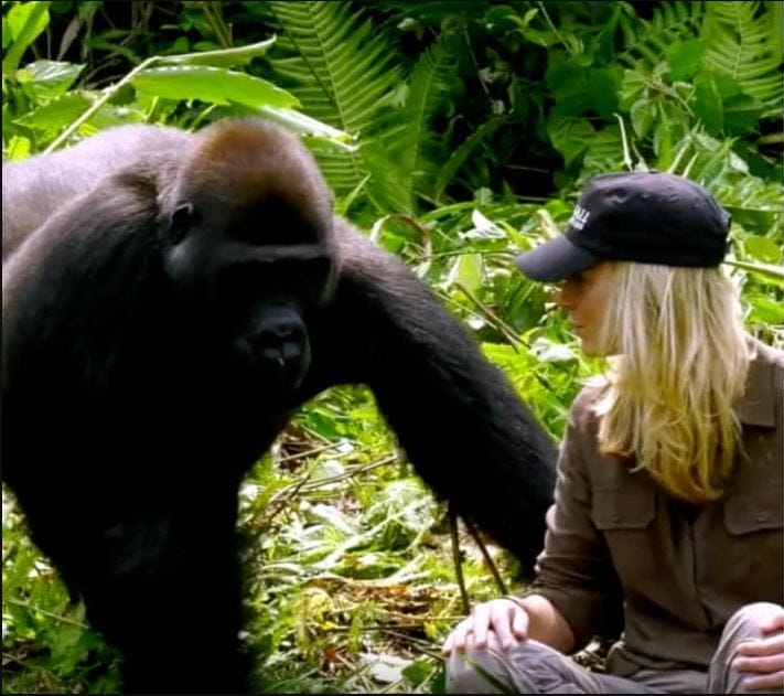 He Raised A Gorilla, 6 Years Later, It Meets His Wife – Despite The Warnings She Walks Too Close