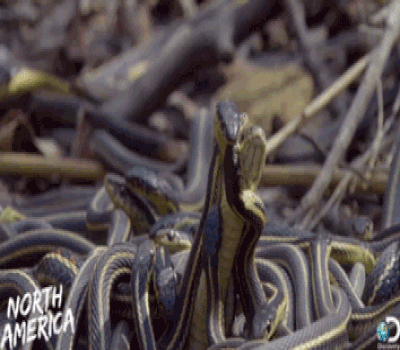 Here Are 9 Snakes Who Seriously Regret Their Meal Choices!