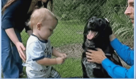 His Babysitter Is Abusive, But Mom Has No Idea About It. Watch What The Family Dog Does Next
