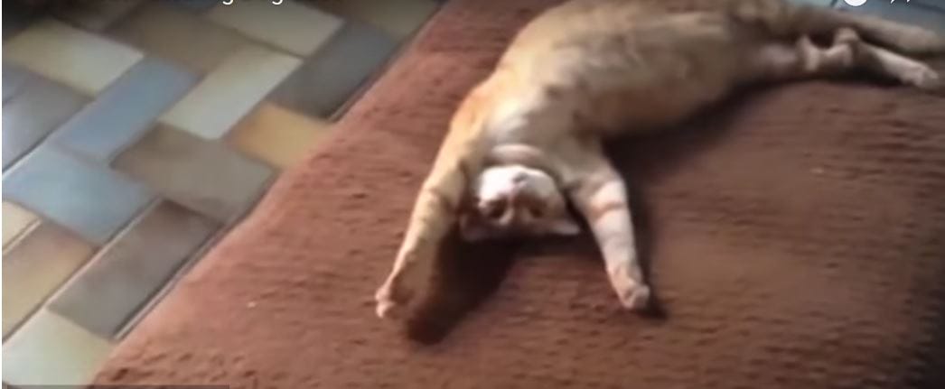 How These Dogs React To Finding Cats Sleeping In Their Beds Will Leave You In Stitches