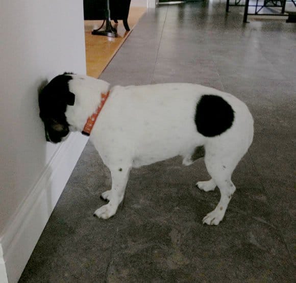 If You Notice This Behavior In Your Pets, You Need To Get Them To A Vet ASAP!