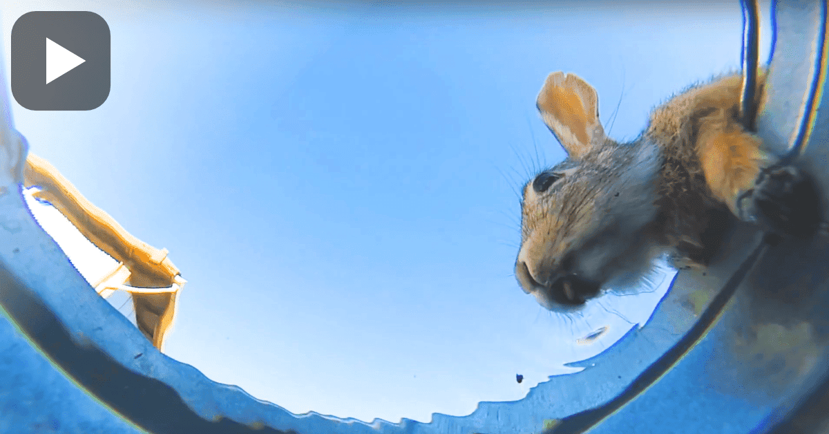 Interesting Experiment to See Animals Drinking Water from the Same Bucket