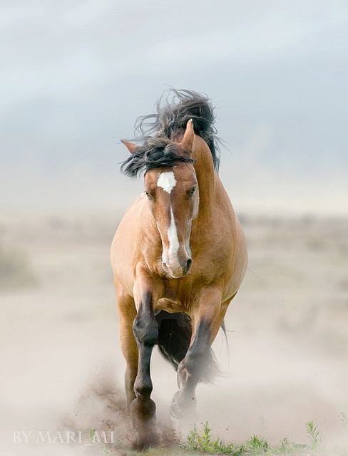 Introducing The Clip-On Shoes For Your Horses!