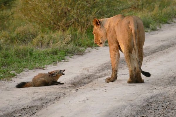 Lioness Doing THIS When She Finds Baby Fox On The Road Will Melt Your Heart.