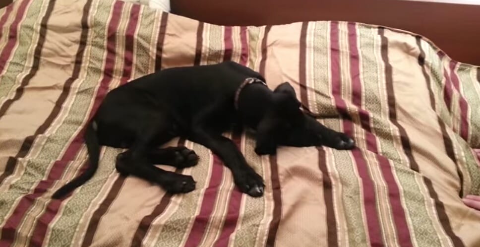 Master Wakes Up His Dog In The Middle Of The Night. Dog's Reaction Is Undoubtedly Heart-Warming!